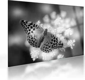 Tablou pe sticlă - Detailu cu fluture care polenizează floare (70x50 cm)