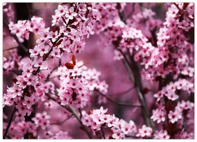 Tablou pe sticlă - Sakura roz (70x50 cm)