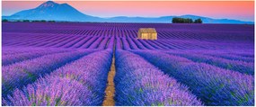 Tablou - Câmp de levănțica (120x50 cm)