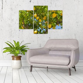 Tablou - Lămâiță (90x60 cm)
