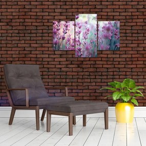 Tablou - Lavandă (90x60 cm)
