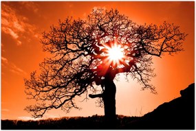 Tablou - Fag la apus de soare (90x60 cm)