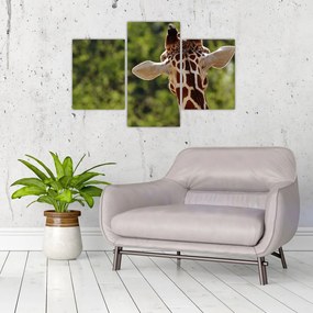 Tablou cu girafă din spate (90x60 cm)