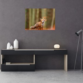 Tablou - Vulpe (70x50 cm)