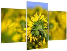 Tablou cu floarea soarelui (90x60 cm)