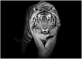 Tablou - Tigru cu ochi galbeni (70x50 cm)