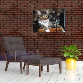 Tablou pe sticlă cu pisica (70x50 cm)