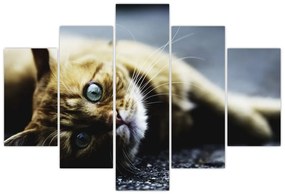 Tablou cu pisica (150x105 cm)