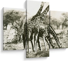 Tablou - Girafe, de epocă (90x60 cm)