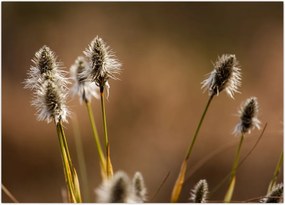 Tablou - Iarbă (70x50 cm)