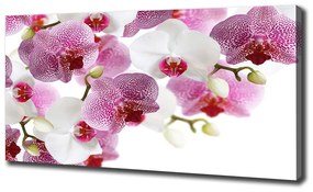 Tablou pe pânză canvas Orhidee