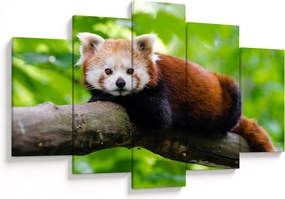 Tablou cu panda roșie (150x105 cm)