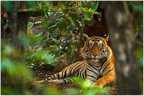 Tablou - Tigru odihnindu -se (90x60 cm)