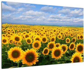 Tablou cu lan de floarea soarelui (90x60 cm)