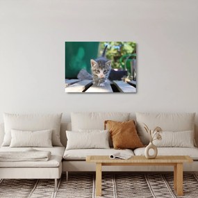 Tablou pe sticlă cu pisicuțe (70x50 cm)