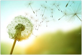 Tablou - Păpădia în vânt (90x60 cm)