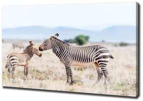 Tablou pe pânză canvas Zebre în munți