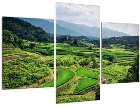 Tablou cu câmp de orez (90x60 cm)