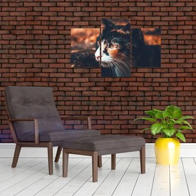 Tablou - Privirea pisicii (90x60 cm)