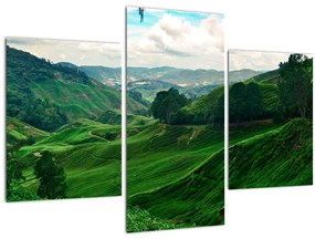 Tablou Plantații de ceai - Malaezia (90x60 cm)