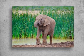 Tapet Premium Canvas - Puiul de elefant
