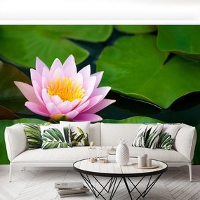 Fototapet Floare de lotus