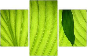Tablou - Detaliu de frunză verde (90x60 cm)