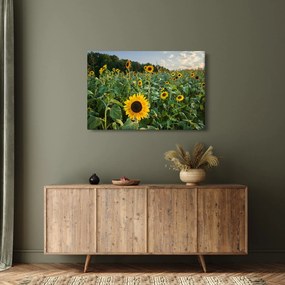 Tablou - Câmpul de floarea-soarelui II. (90x60 cm)