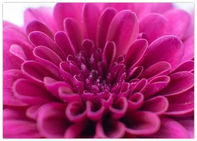 Tablou cu floare (70x50 cm)