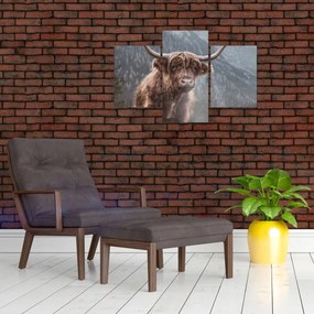 Tablou - Vaca Highlander (90x60 cm)