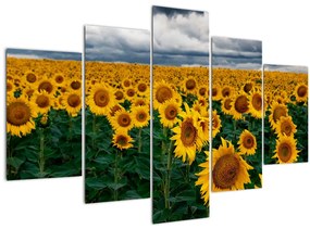 Tablou câmpului de floarea soarelui (150x105 cm)