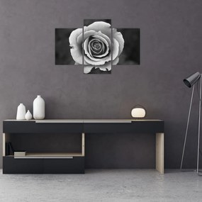 Tablou - Trandafir (90x60 cm)