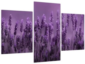 Tablou - Lavanda (90x60 cm)