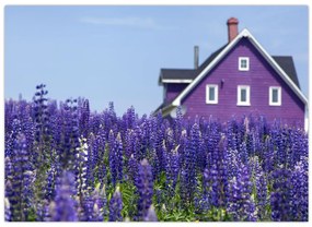 Tablou cu câmp de lavanda (70x50 cm)