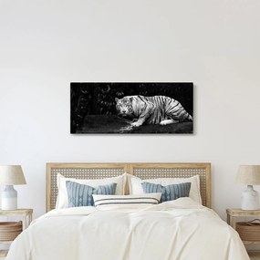 Tablou - Tigru alb, alb-negru (120x50 cm)