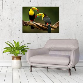 Tablou pe sticlă tucani sezând , Costa Rica (70x50 cm)