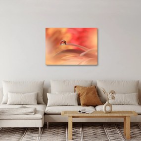 Tablou picăturii de rouă pe floare (70x50 cm)