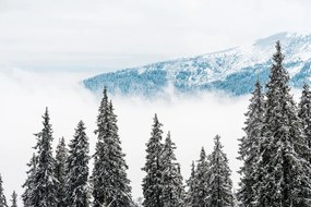 Fototapet pini înzăpeziți