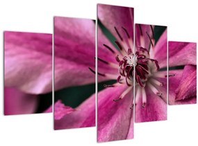Tablou cu floarea roz de clematis (150x105 cm)