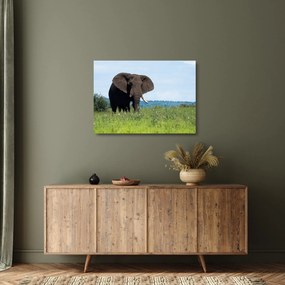 Tablou pe sticlă cu elefant (70x50 cm)