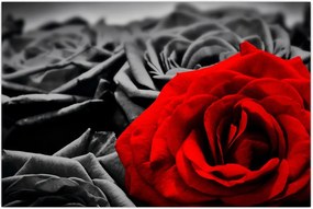 Tablou - Flori de trandafir (90x60 cm)