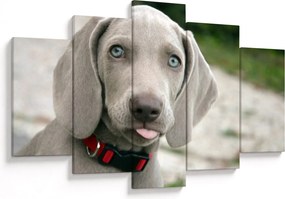 Tablou - cățeluș weimaraner (150x105 cm)
