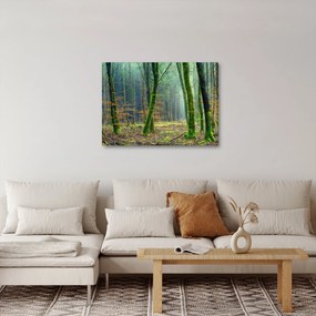 Tablou cu pădure (70x50 cm)