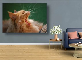 Tablouri Canvas Animale - Pisica plictisita