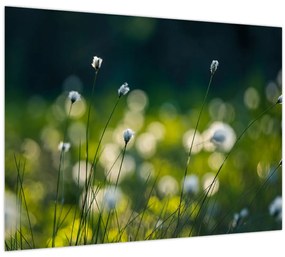 Tablou - Iarbă (70x50 cm)