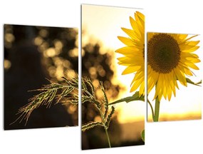 Tablou cu floarea soarelui (90x60 cm)