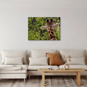 Tablou cu girafă din spate (70x50 cm)