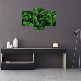 Tablou - Ramuri de conifere (90x60 cm)