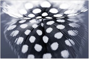 Tablou - Pană (90x60 cm)