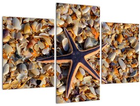 Tablou cu stea de mare (90x60 cm)